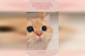 娱乐吃瓜酱小猫民宿