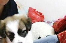 娱乐吃瓜酱宠物收养,宠物收养背后的娱乐吃瓜故事